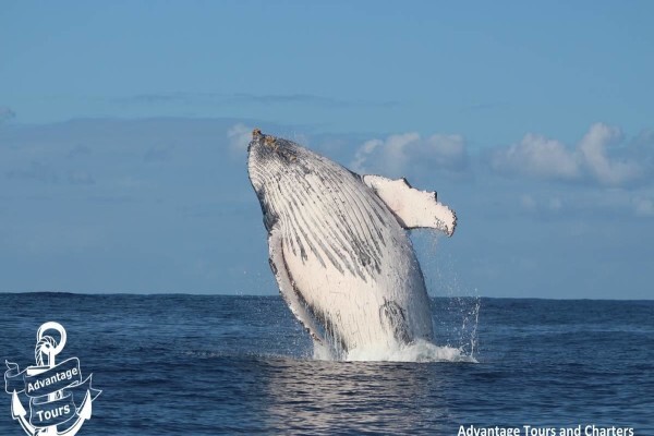 St Lucia Tours & Charters