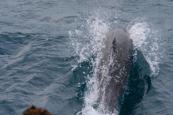 St Lucia Tours & Charters