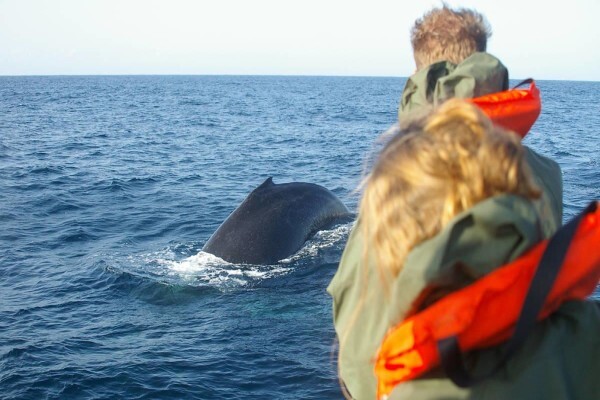 St Lucia Tours & Charters