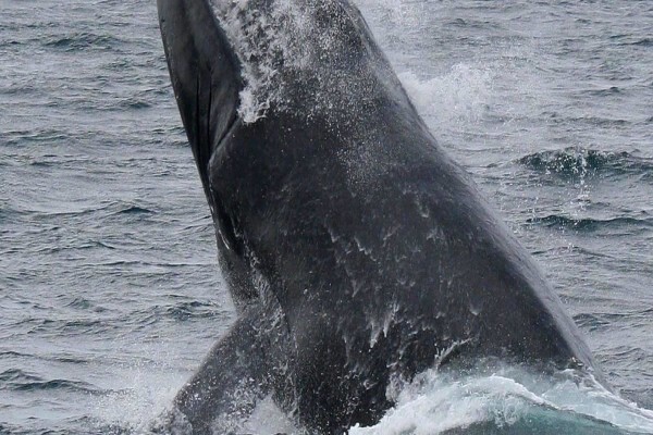 St Lucia Tours & Charters