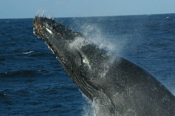 St Lucia Tours & Charters