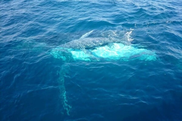 St Lucia Tours & Charters