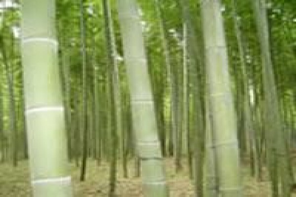 Bamboo Flooring