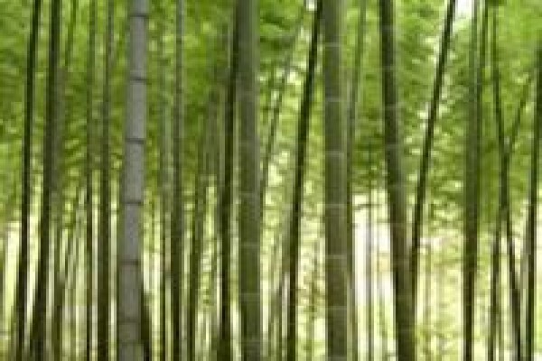 Bamboo Flooring