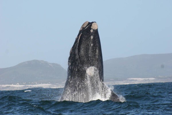 Dyer Island Cruises