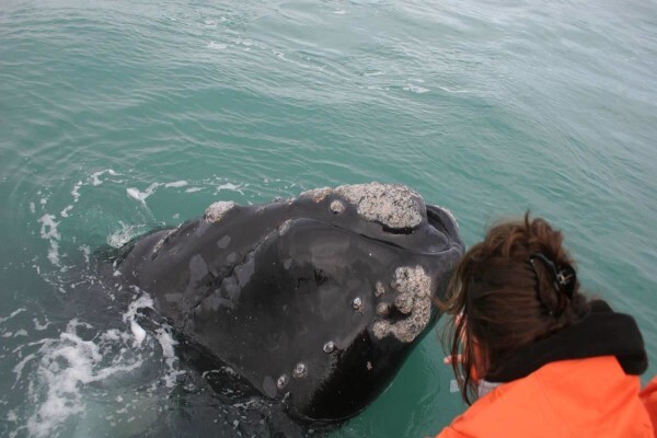 Dyer Island Cruises