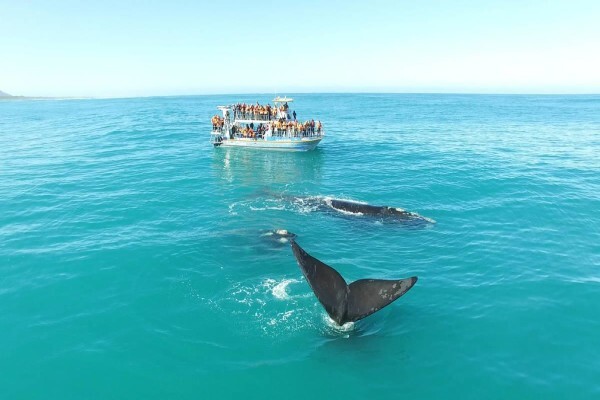 Dyer Island Cruises