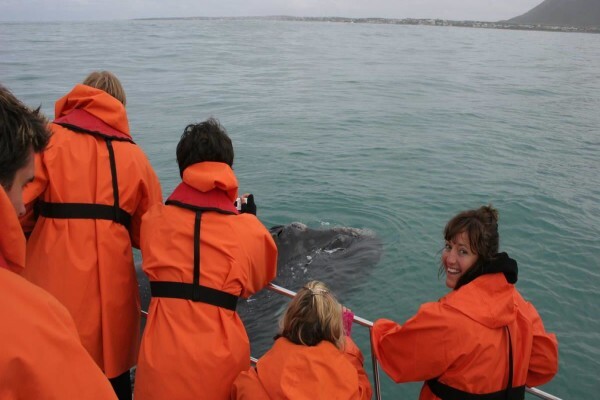 Dyer Island Cruises
