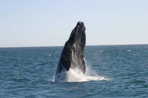 Dyer Island Cruises