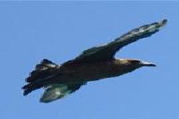 Eco-Ist