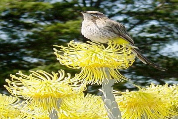 Protea Seeds
