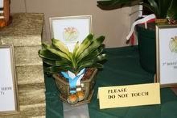 Forest Queen Clivias