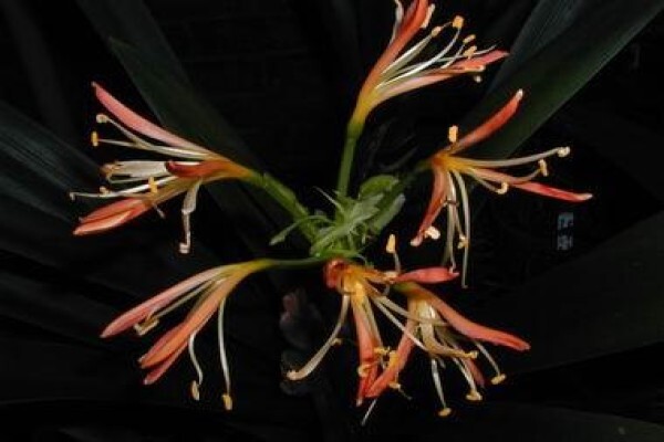 Forest Queen Clivias