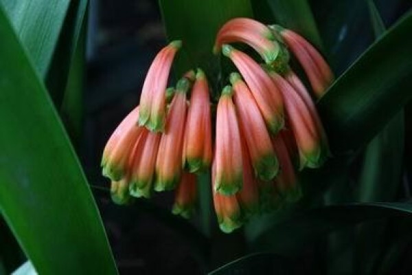 Forest Queen Clivias