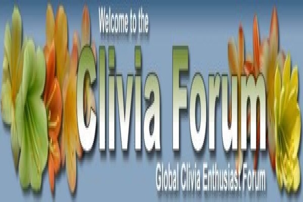 Forest Queen Clivias
