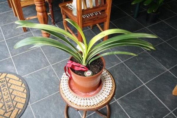 Forest Queen Clivias