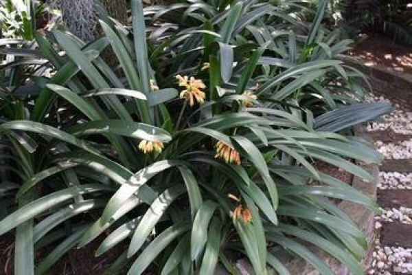Forest Queen Clivias