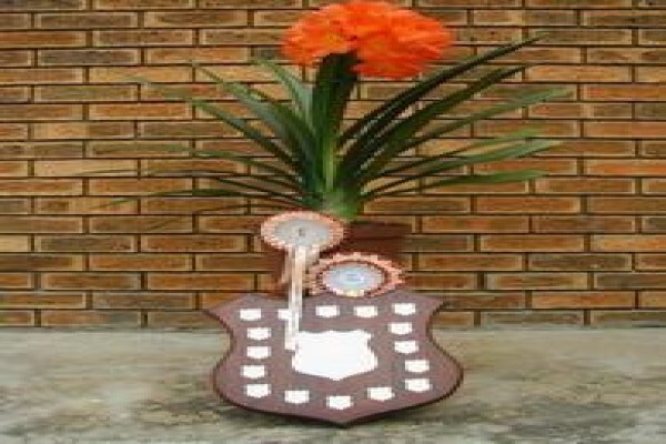 Forest Queen Clivias