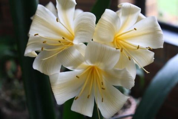 Forest Queen Clivias