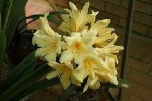 Forest Queen Clivias
