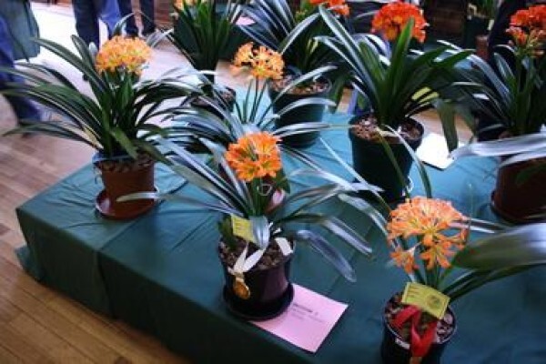 Forest Queen Clivias
