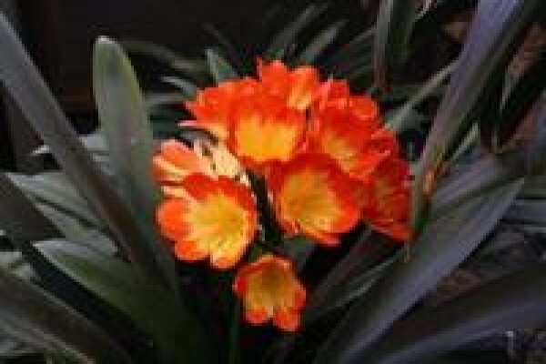 Forest Queen Clivias