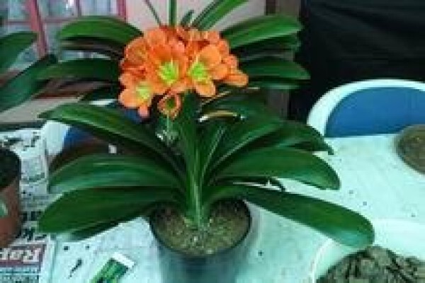 Forest Queen Clivias