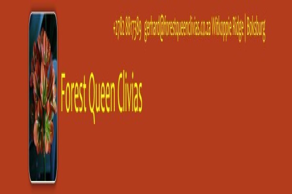 Forest Queen Clivias