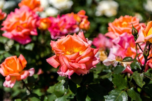 Life Is A Garden