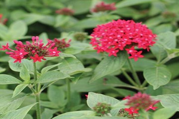 Life Is A Garden