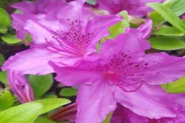 Life Is A Garden