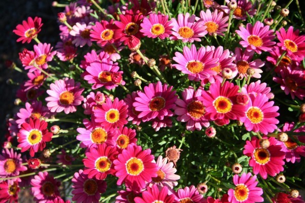 Life Is A Garden