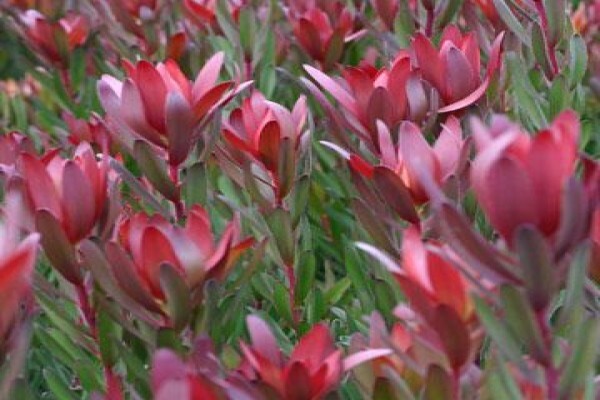 Life Is A Garden