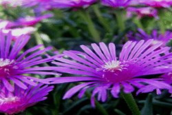 Life Is A Garden