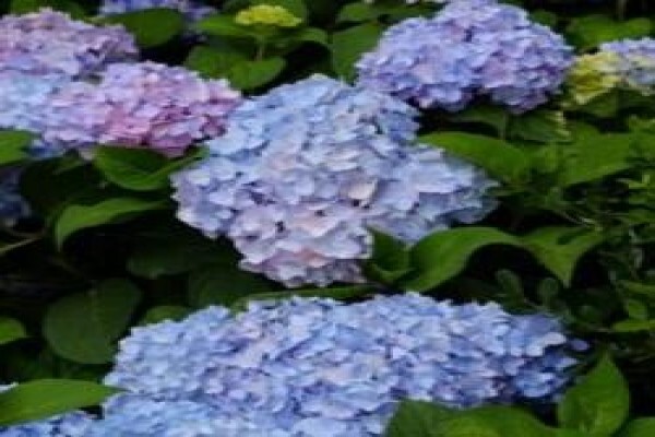 Life Is A Garden