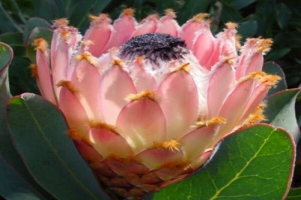Protea Seeds