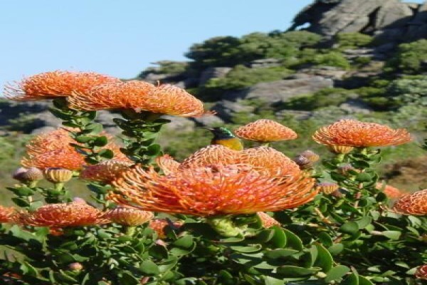 Protea Seeds