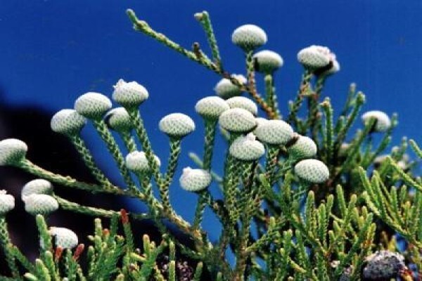 Protea Seeds