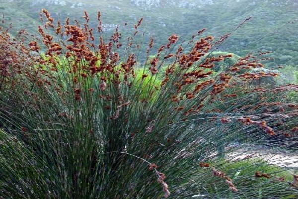 Protea Seeds