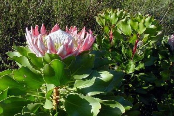 Protea Seeds