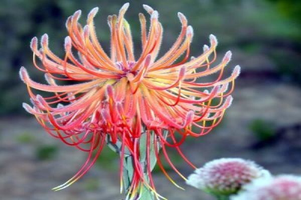 Protea Seeds