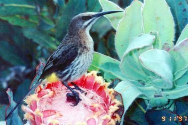 Protea Seeds