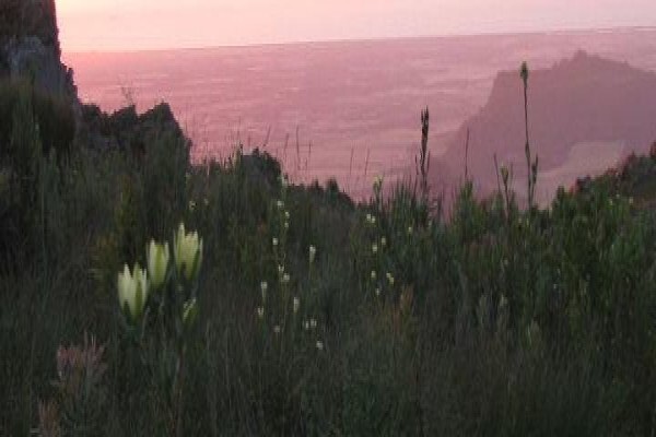 Protea Seeds