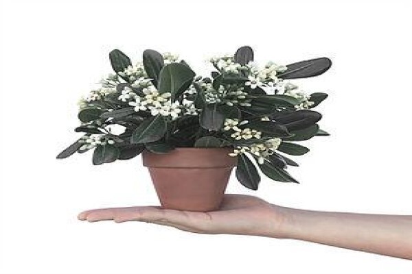 The Bloom Room Flowers
