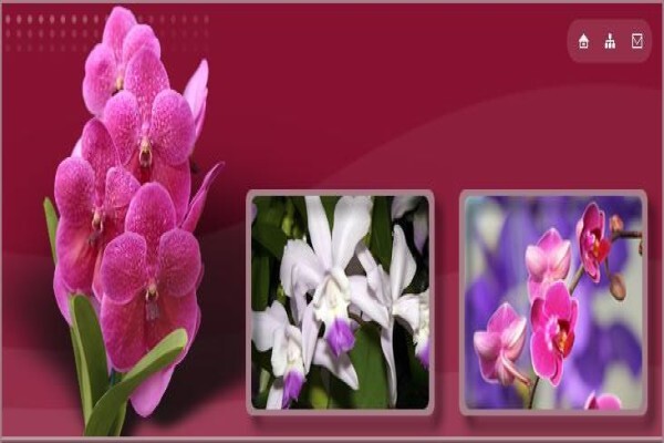 Opulence Flowers