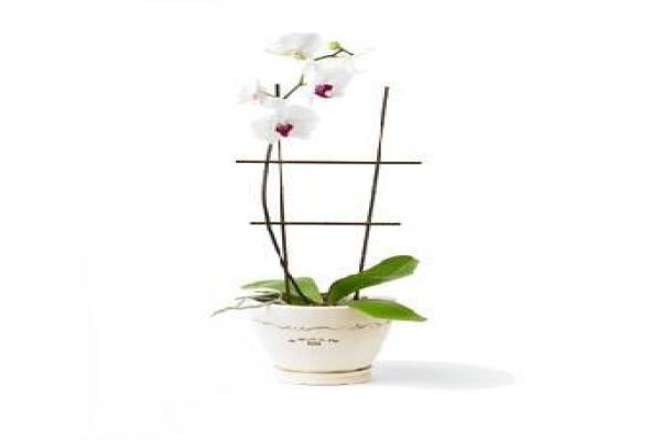 Opulence Flowers