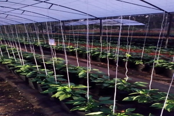 Mdseedlings