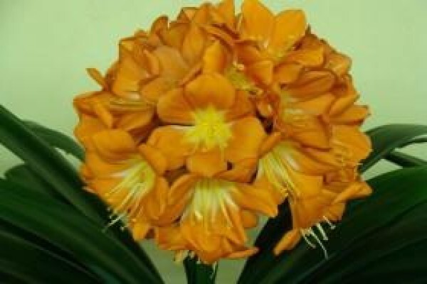 Clivia Kingdom