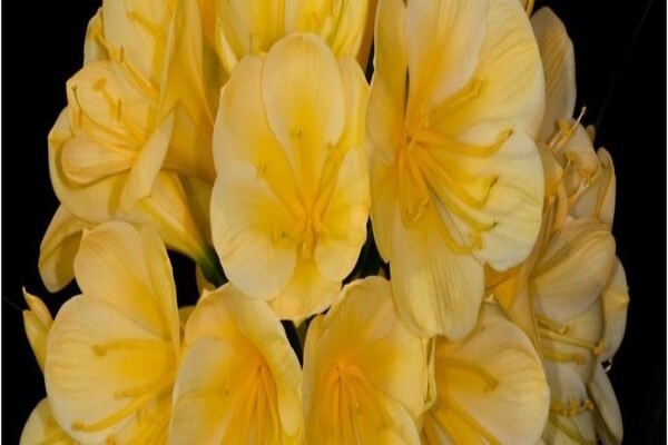 Clivia Kingdom