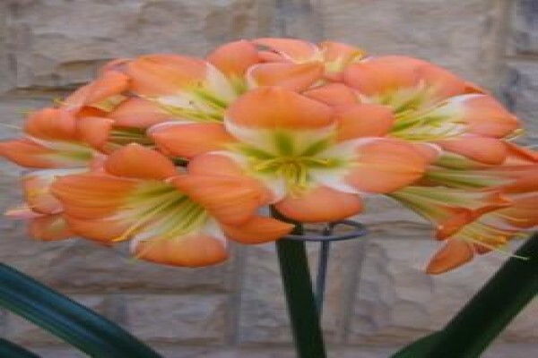 Clivia Kingdom